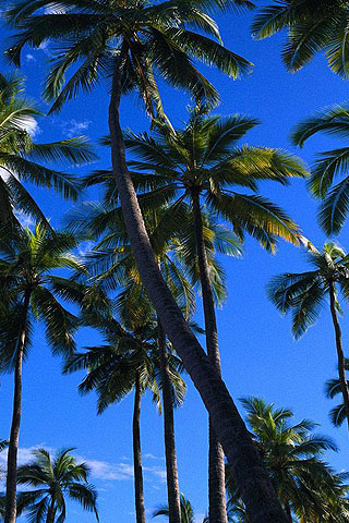 palm wallpaper. Palm tree iPhone wallpaper and