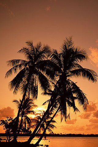 trees background image. Sunrise behind palm trees