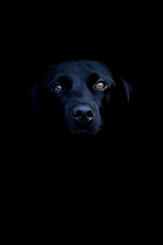 Black Lab iPhone wallpaper and iPod Touch Background