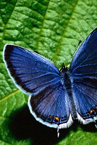 To put this Blue butterfly iPhone Wallpaper on your iPhone, right-click on 