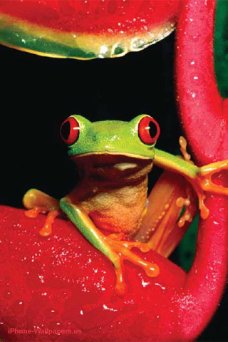 To put this Red Eye Tree Frog iPhone Wallpaper 