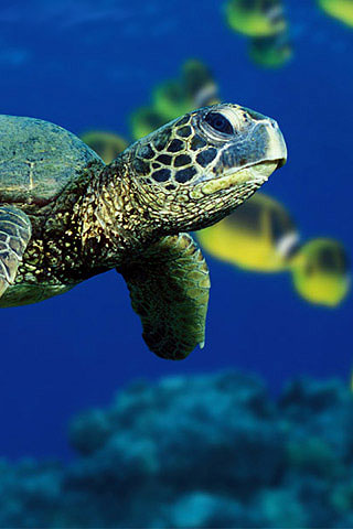 wallpaper sea turtle. Sea Turtle iPhone wallpaper