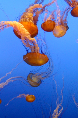 jellyfish wallpaper. Jellyfish iPhone wallpaper and