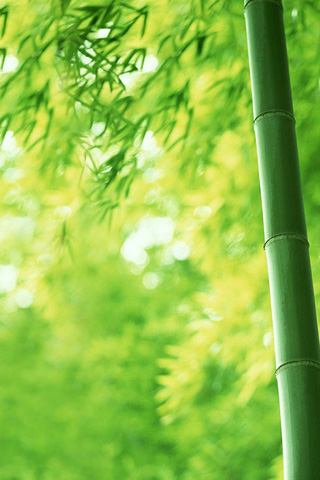 bamboo wallpaper. Bamboo iPhone wallpaper and