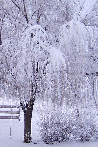 wallpaper ice. Ice tree iPhone wallpaper and