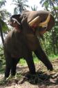 Indian elephant - free iPhone background