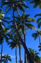 Palm tree - free iPhone background