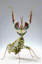 Praying Mantis (free iPhone wallpaper)