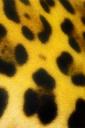 Jaguar Spots - free iPhone background