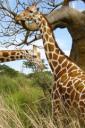 Giraffe (free iPhone wallpaper)