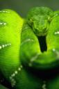 Green snake (free iPhone wallpaper)