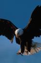 Flying hawks - free iPhone background