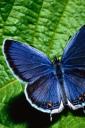 Blue butterfly (free iPhone wallpaper)