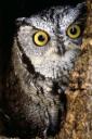 Owl (free iPhone wallpaper)