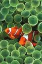 Two clownfishes (free iPhone wallpaper)