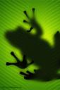 Frog on leaf (free iPhone wallpaper)