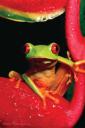 Red Eye Tree Frog (free iPhone wallpaper)