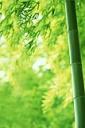 Bamboo - free iPhone background