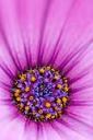 Purple flower - free iPhone background