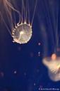 Jellyfish - free iPhone background