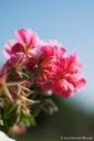Pink flower (free iPhone wallpaper)