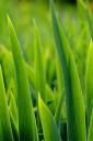 Grass (free iPhone wallpaper)