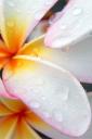 Plumeria after Morning Rain - free iPhone background