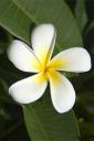 White flower (free iPhone wallpaper)