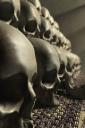 Halloween skulls - free iPhone background
