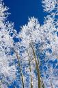 Snow tree - free iPhone background